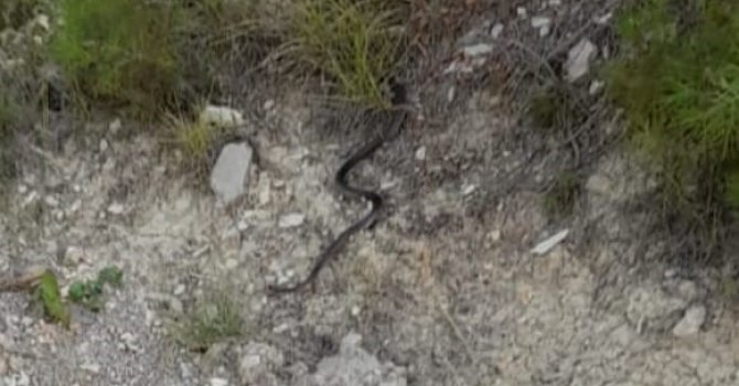 Evlere giren yılanlar itfaiye ekipleri tarafından yakalandı