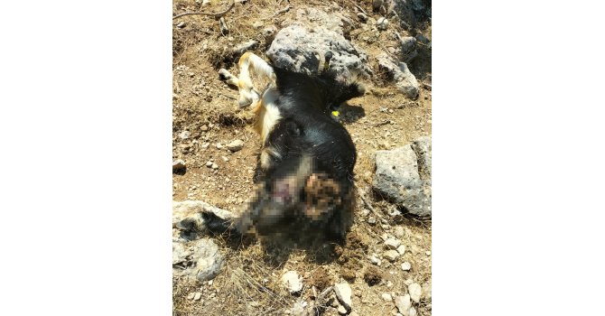 Kurt sürüsü keçilere saldırdı, 16 hayvan telef oldu