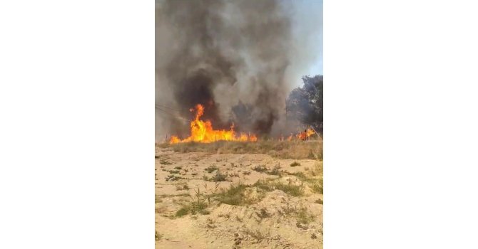 Isparta’da sazlık alanda yangın