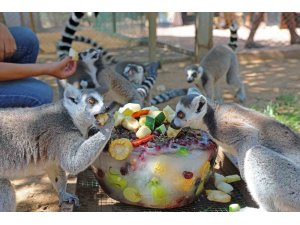 Sıcaktan bunalan hayvanlara buzlu meyve servisi