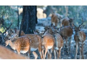 Alageyikte tüm zamanların en yüksek yavru sayısına ulaşıldı