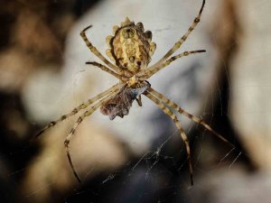 Nadir görülen örümcek Kahramanmaraş’ta görüntülendi