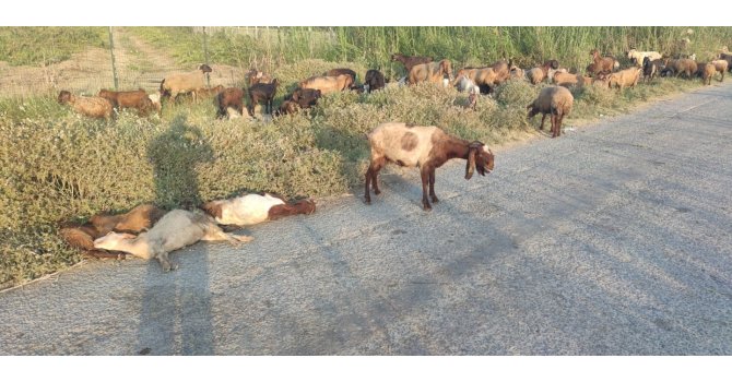 Arazide otlayan 48 hayvan telef oldu