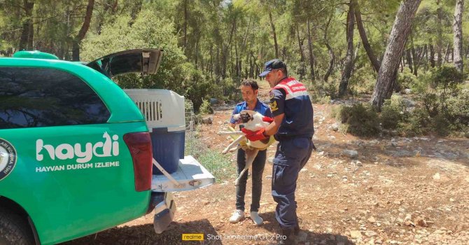 Yaralı köpeğe jandarmadan yardım eli