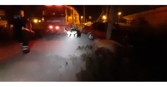 Ayrı yerlerde kuyuya düşen kedi ve köpek kurtarıldı