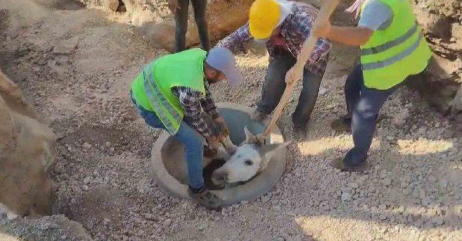 Kuyuya düşen eşek iş makinasıyla kurtarıldı