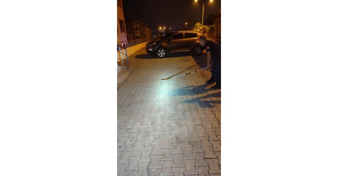 Yakalanan yılan doğal ortamına bırakıldı