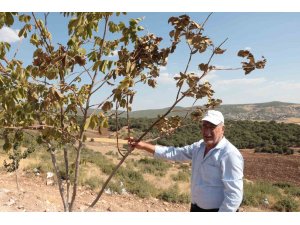 Çöl sıcakları meyve ağaçlarını kurutuyor