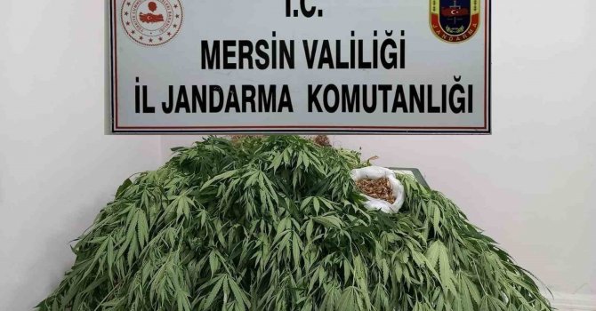 Mersin’de 341 kök kenevir ele geçirildi