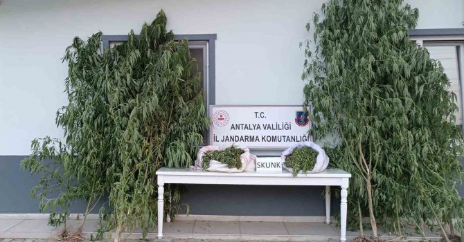 Antalya’da 17 kilogram skunk uyuşturucu ele geçirildi