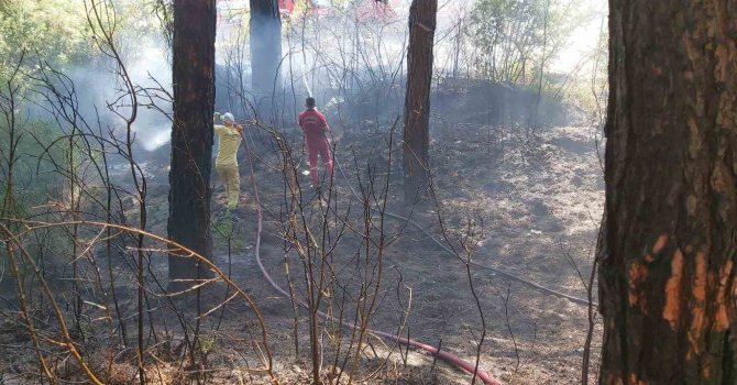 Yol kenarına atılan sigara izmariti az kalsın ormanı yakıyordu