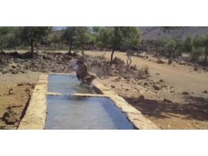 Serinlemek isteyen yabani hayvanlar yalağa girdi, o anlar fotokapanla görüntülendi