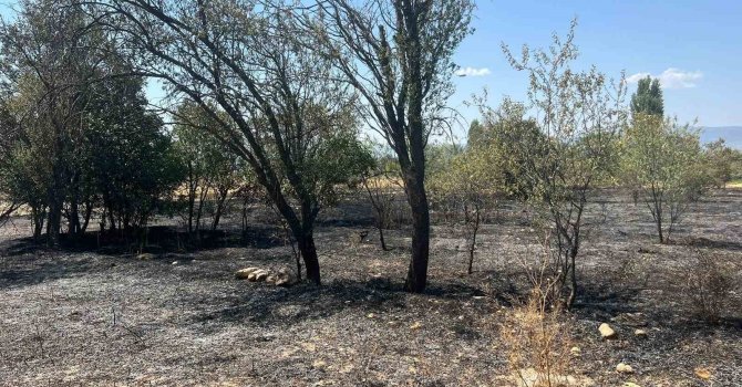 Burdur’da 100 adet meyve ağacı ve 50 dönüm arazi yandı