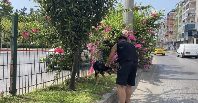 Kara yoluna çıkan köpek trafiği birbirine kattı, sürücüleri peşinden koşturdu