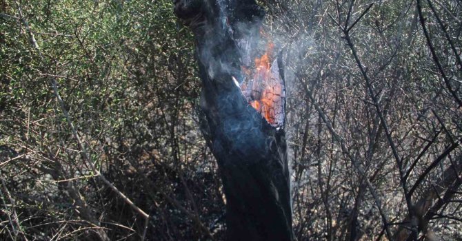 Ot çalılık yangınında onlarca zeytin ağacı küle döndü