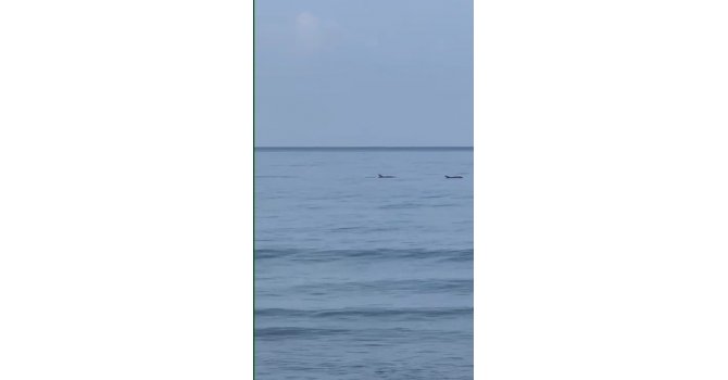 Hatay’da vatandaşlar yunuslarla birlikte yüzdü