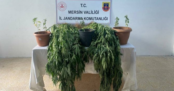 Mersin’de 327 kök kenevir ele geçirildi