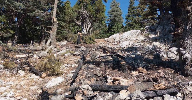 Saimbeyli’de çıkan orman yangını söndürüldü