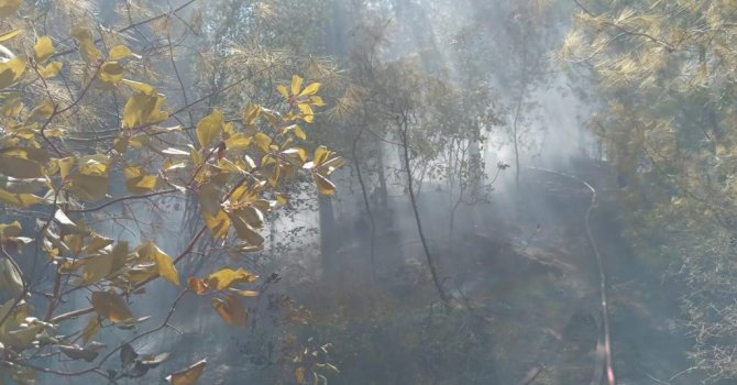 Hatay’da orman yangını büyümeden söndürüldü