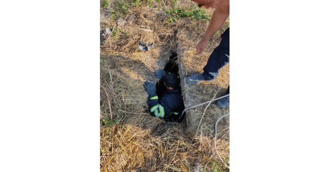 Kanalizasyona düşen keçi kurtarıldı