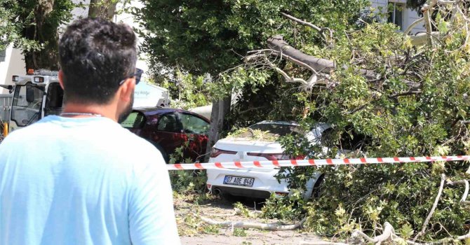Asırlık çınar ağacının kırılan dalı 5 araçta hasara yol açtı