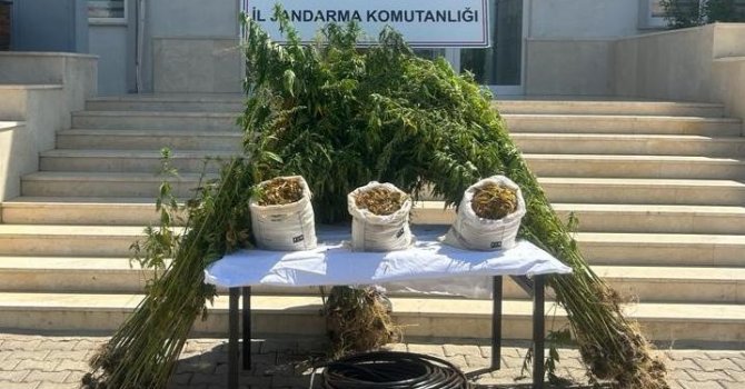 Jandarmadan ormanlık alana uyuşturucu operasyonu