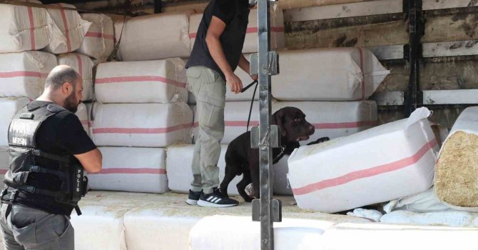 Saman balyalarının arasından 279 kilo uyuşturucu çıktı