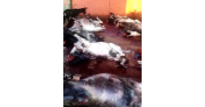 Adana’da kesilmiş 12 eşek ele geçirildi