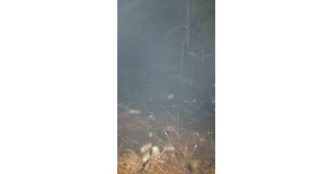 Antalya’da 5 ayrı noktada yangın çıkaran şüpheli tutuklandı