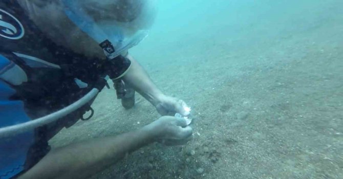 Denize atılan kahve ambalajını yuva yapan ahtapot görenleri şaşkına çevirdi