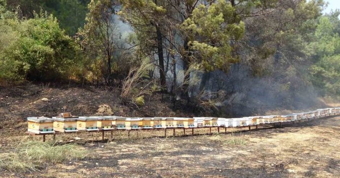 Yol kenarında başlayan yangında arı kovanları hızlı müdahaleyle kurtuldu