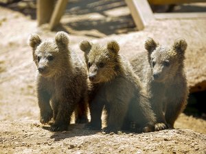 Hayvanat Bahçesi’nde Bahar Havası
