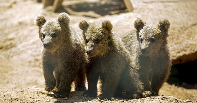Hayvanat Bahçesi’nde Bahar Havası