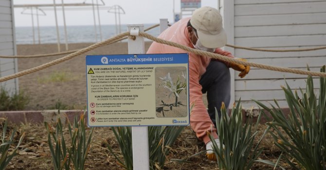 Nesli tükenen kum zambakları koruma altına alındı