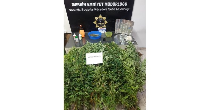 Evin balkonunu uyuşturucu bahçesine çevirmişler