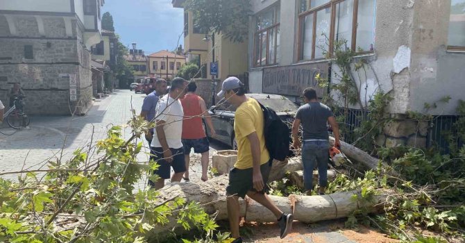Gövdesi çürüyen asırlık çınar ağacı sokak üzerine devrildi