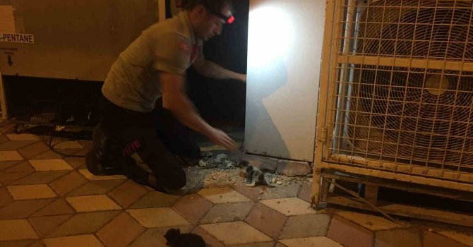 Burdur’da binanın dış cephe kaplamasının içine sıkışan kediler itfaiye tarafından kurtarıldı