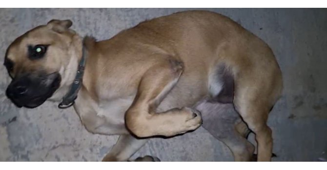 Dışarıda bırakılan balık iğnesi ağzına batan köpek acı içinde kıvrandı