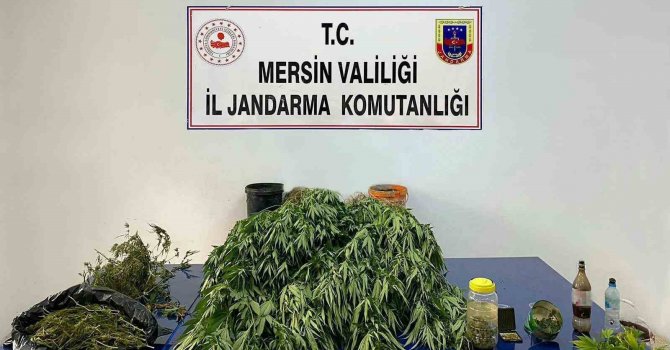 Mersin’de 5 kilo 620 gram esrar ile 578 kök Hint keneviri ele geçirildi