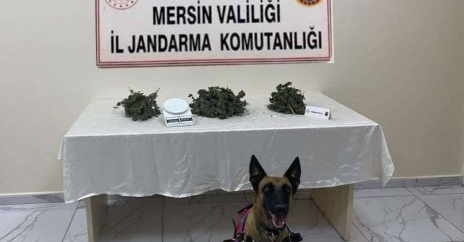 Mersin’de 510 kök kenevir bitkisi ele geçirildi