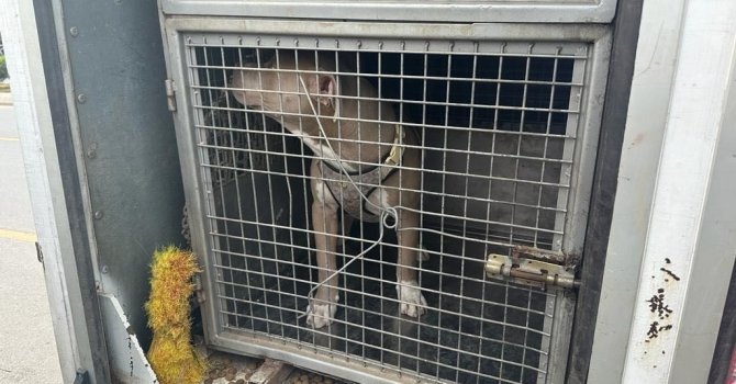 Mersin’de 143 yasaklı ırk köpek bakımevine teslim edildi