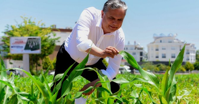 Muratpaşa’da mısırlar büyüyor