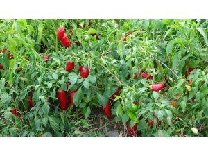 Salçalık biber 5 TL’ye kadar düştü