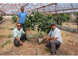 Domatesleri söktü, serasını mango bahçesine dönüştürüp 300 yıllık yatırım yaptı