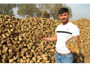 Kahramanmaraş’ta şeker pancarı hasadı başladı