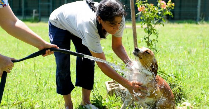 Sokak hayvanlarına sulu serinlik