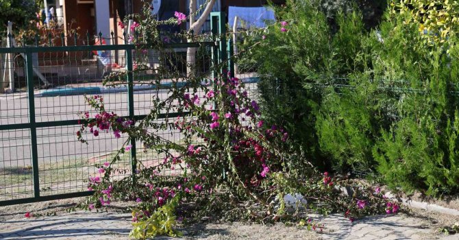 İmam ile dernek başkanı arasında ’ağaç kesme’ tartışması