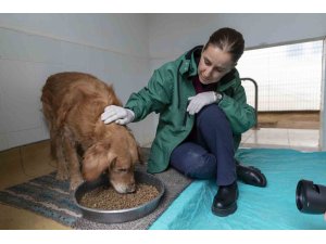 Görme engelli köpekler ’Aşil ve Çakıl’ sahiplendirilmeyi bekliyor