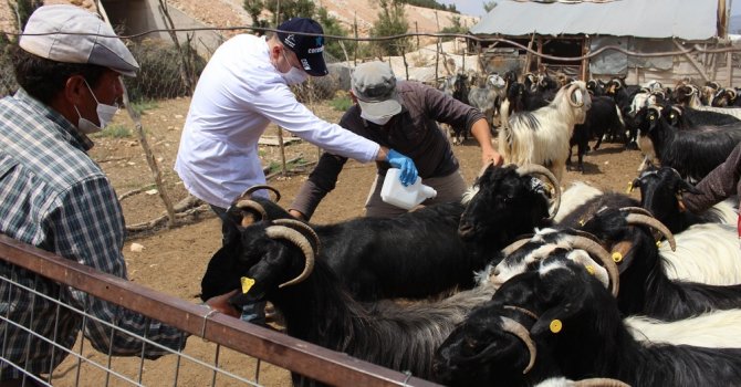 Büyükşehir hayvan üreticilerinin yanında