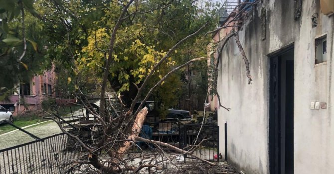 Osmaniye’de çam ağacı evin üzerine devrildi